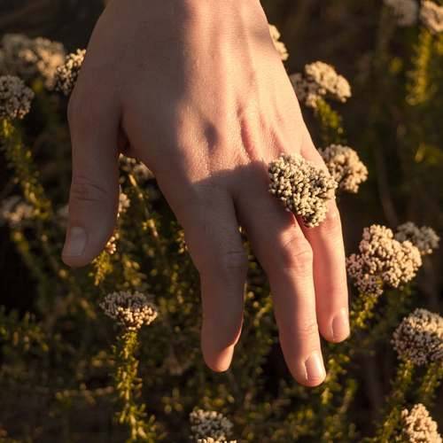 A hand brushing spring fynbos in late-afternoon light