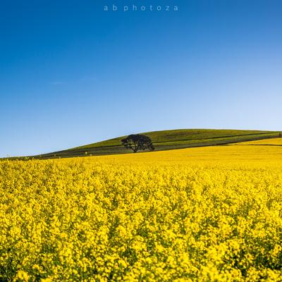 Winelands
