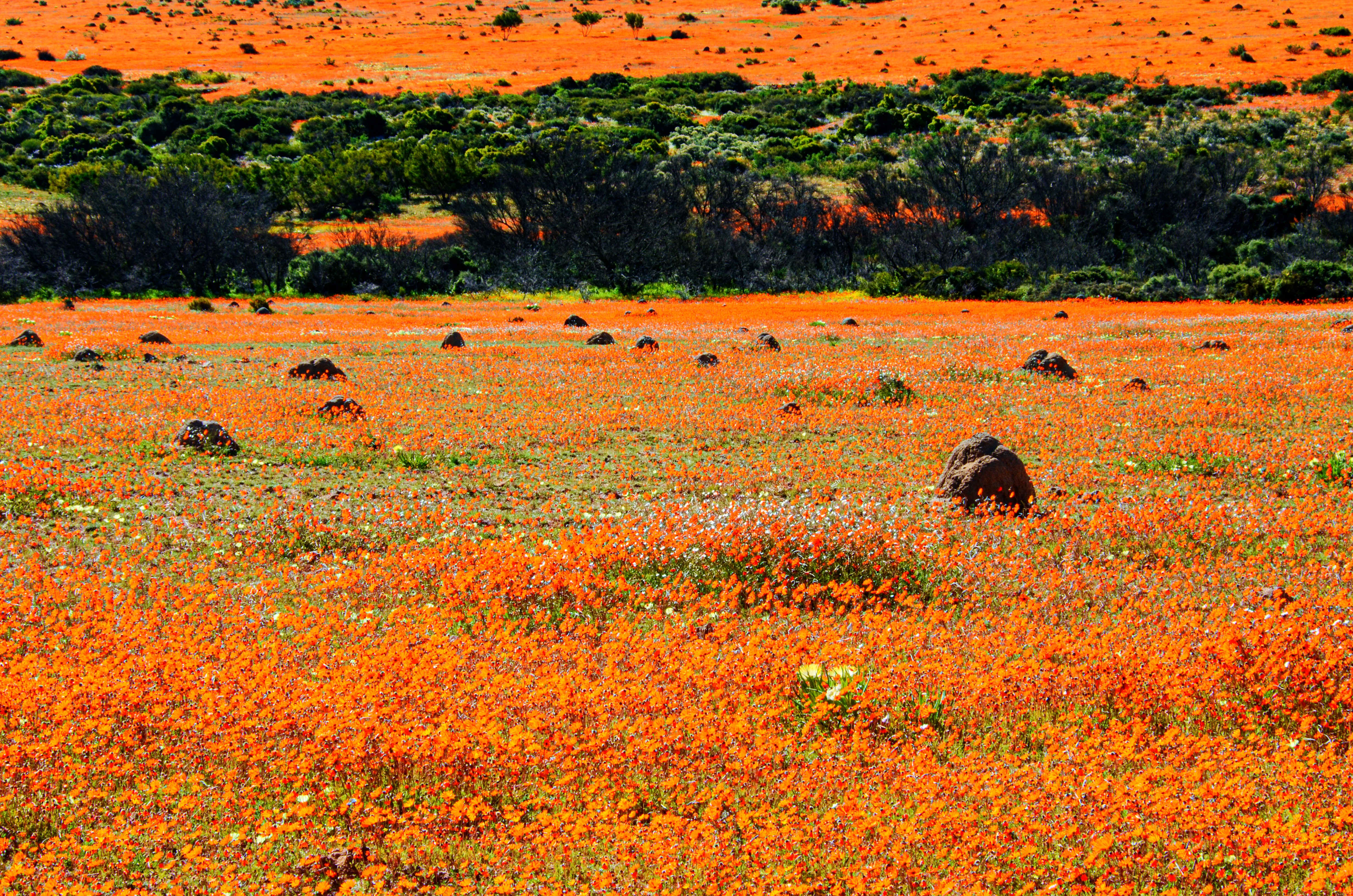 West Coast (Yzerfontein, Paternoster & West Coast National Park)