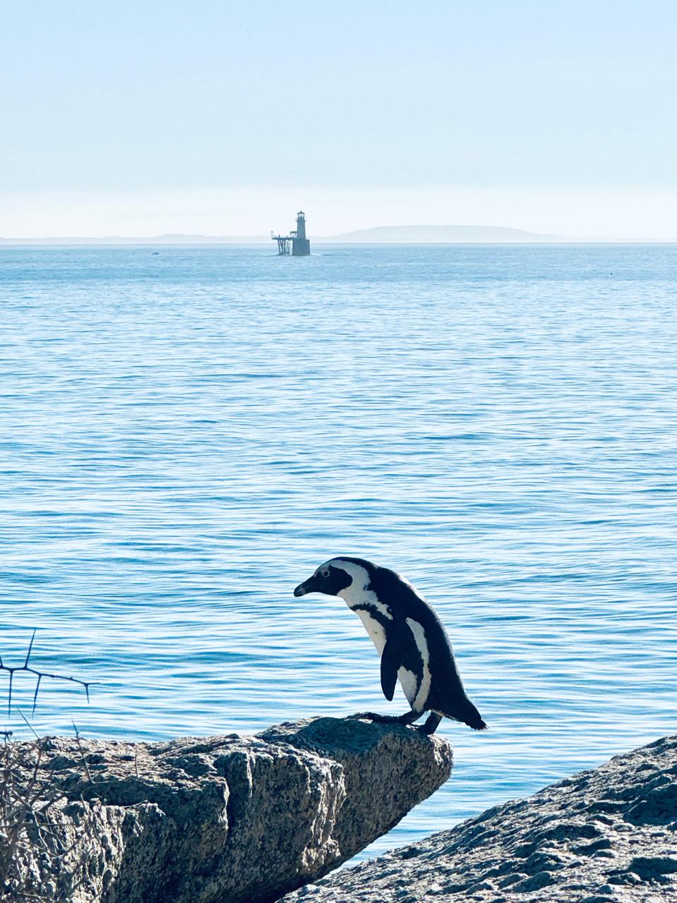 A penguin on a rock with Roman Rock lighthouse behind
