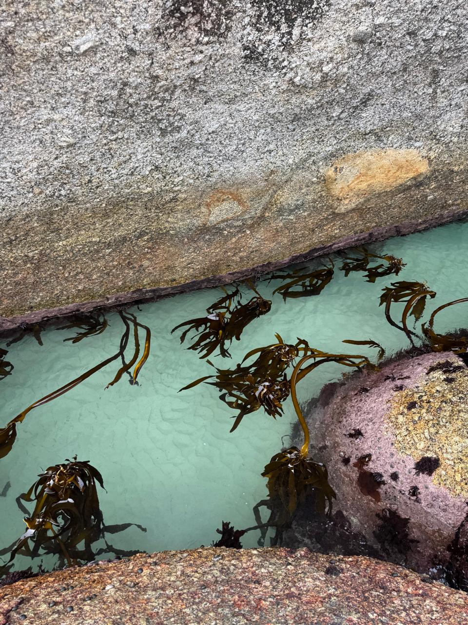 Kelp in clear green water between the rocks